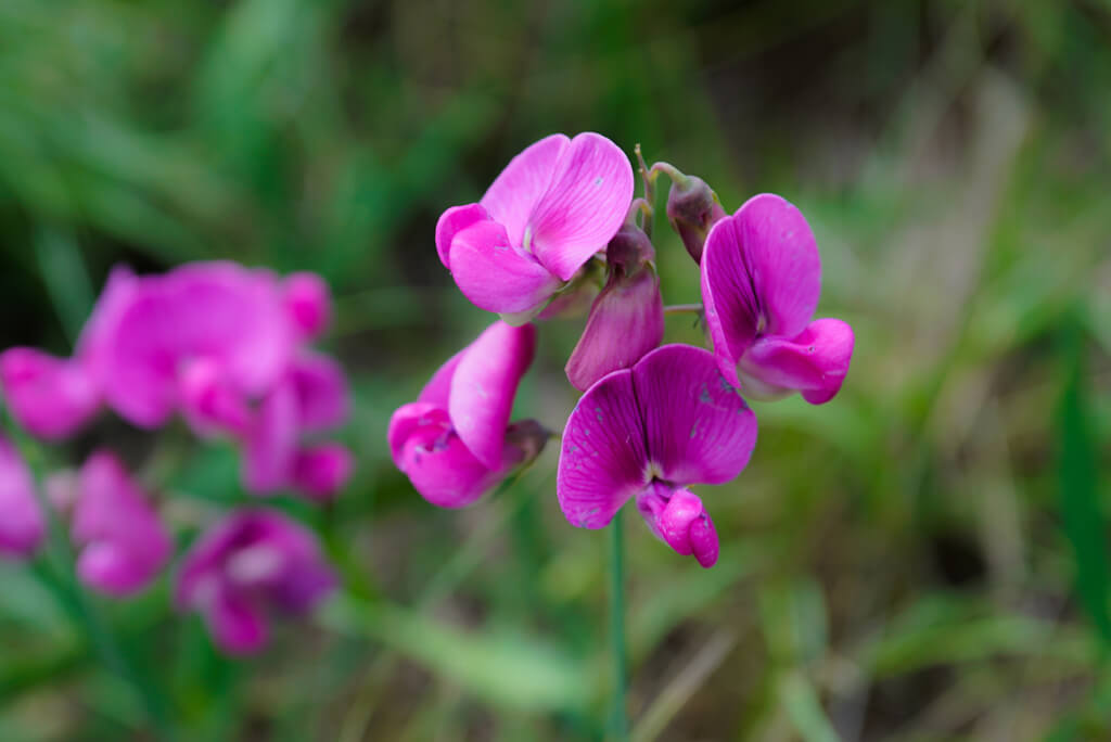 Flora and fauna in Margeride - Margeride en gévaudan