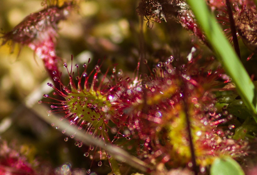 La drosera dans les Tourbières de Lajo en Margeride une des activités incontournables autour du Malzieu © Marion Larguier